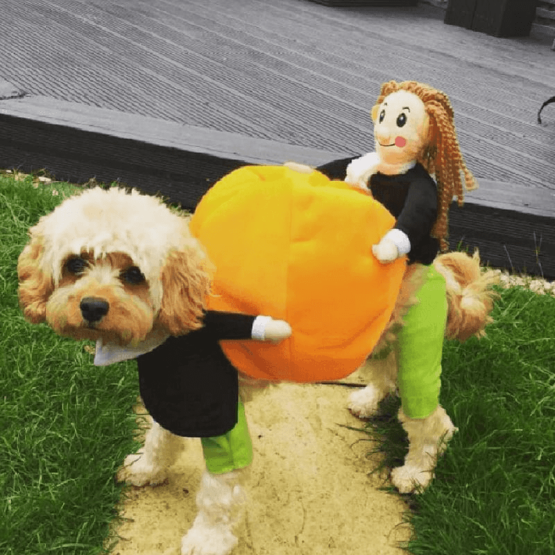 Hund Gresskar Halloween - kostyme – Morsomt og Behagelig Antrekk for Små, Middels og Store Hunder - NordHjem