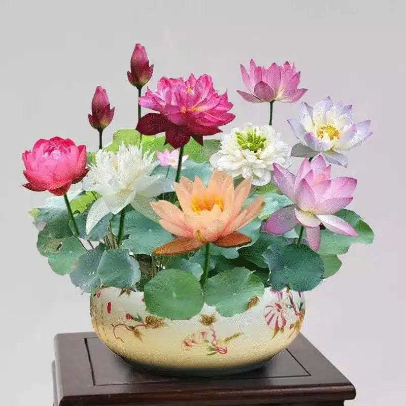 DecorativePlants™ – Dekorativ Lotusblomst Plantefrøpakke
