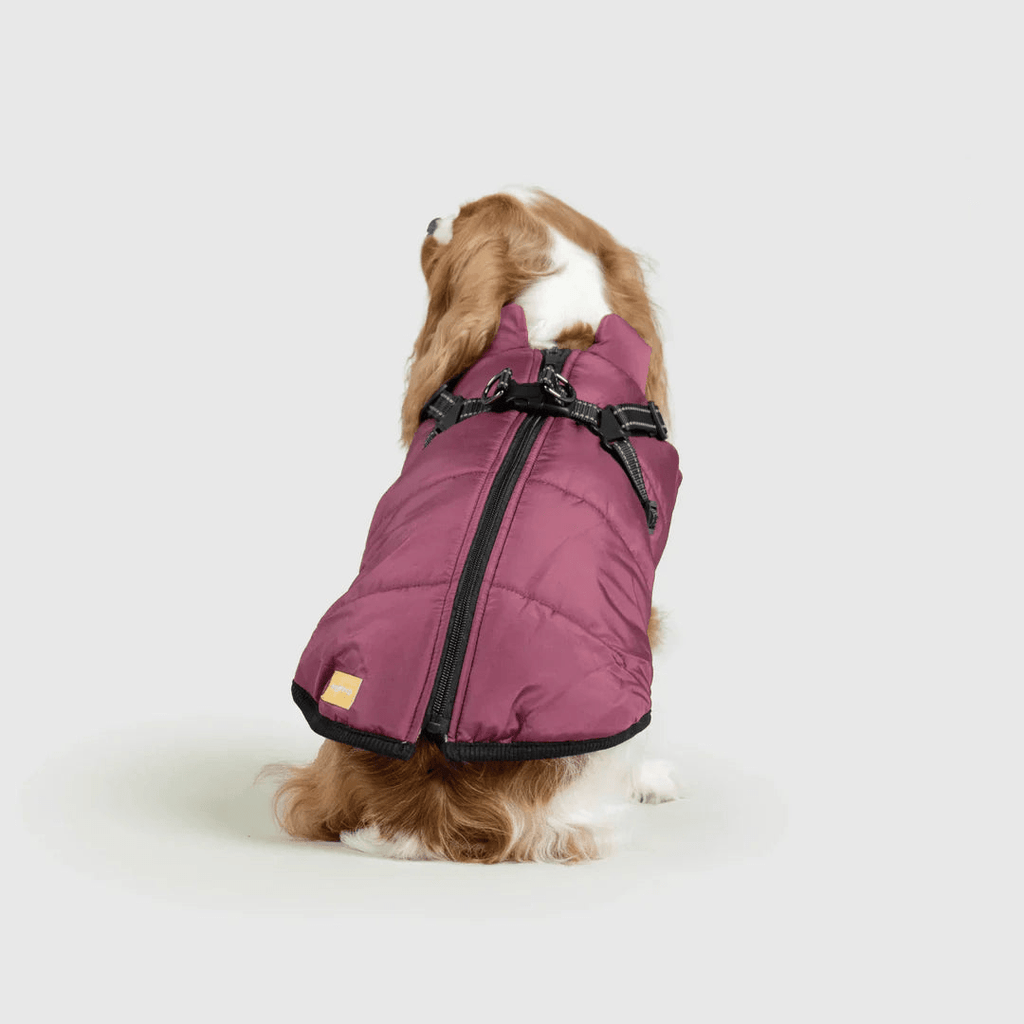 PawfectGuard™ 3 - i - 1 Hundejakke – Ultimat Beskyttelse, Stil & Komfort! - NordHjem
