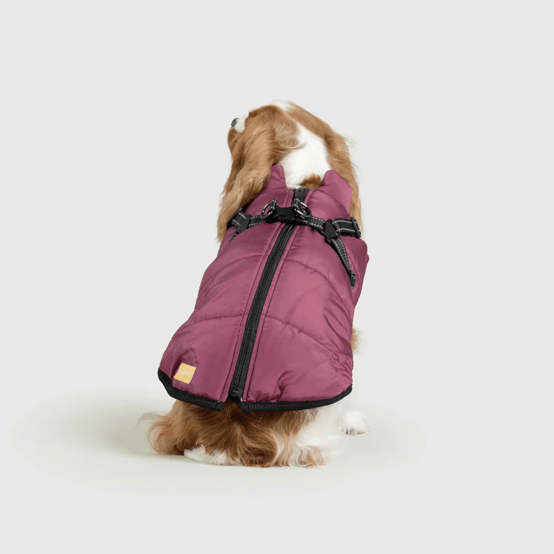 PawfectGuard™ 3 - i - 1 Hundejakke – Ultimat Beskyttelse, Stil & Komfort! - NordHjem