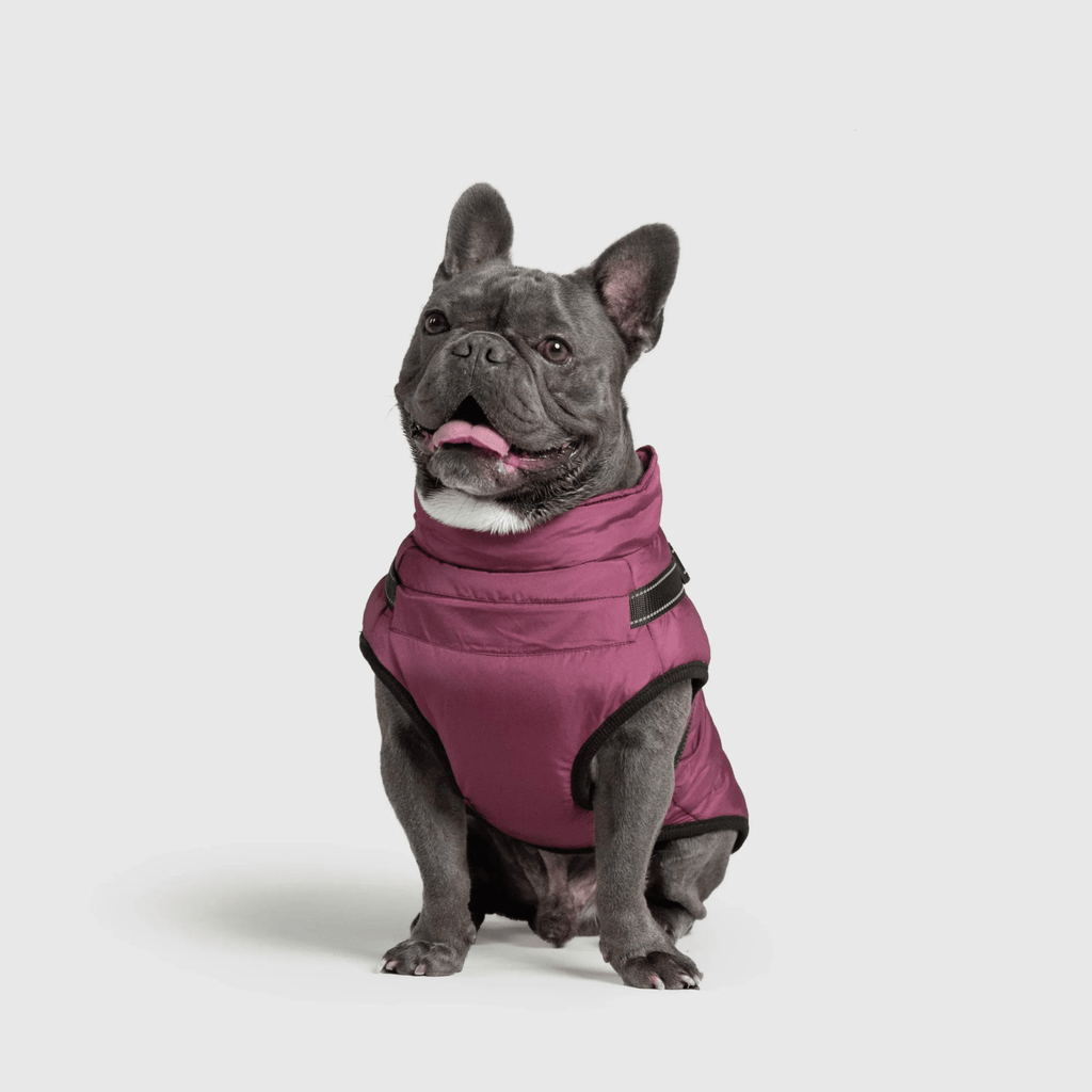 PawfectGuard™ 3 - i - 1 Hundejakke – Ultimat Beskyttelse, Stil & Komfort! - NordHjem