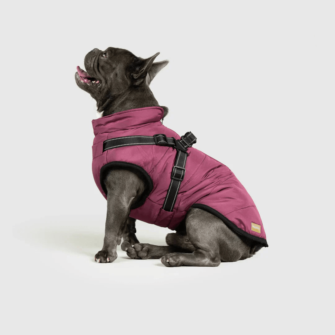 PawfectGuard™ 3 - i - 1 Hundejakke – Ultimat Beskyttelse, Stil & Komfort! - NordHjem