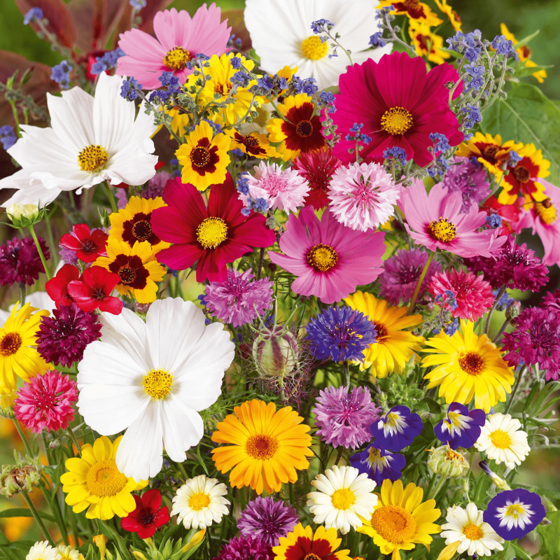 GardenSeeds - Enkle Å Dyrke Blandet Blomsterhage Varieteter Fargerike Blomsterfrø