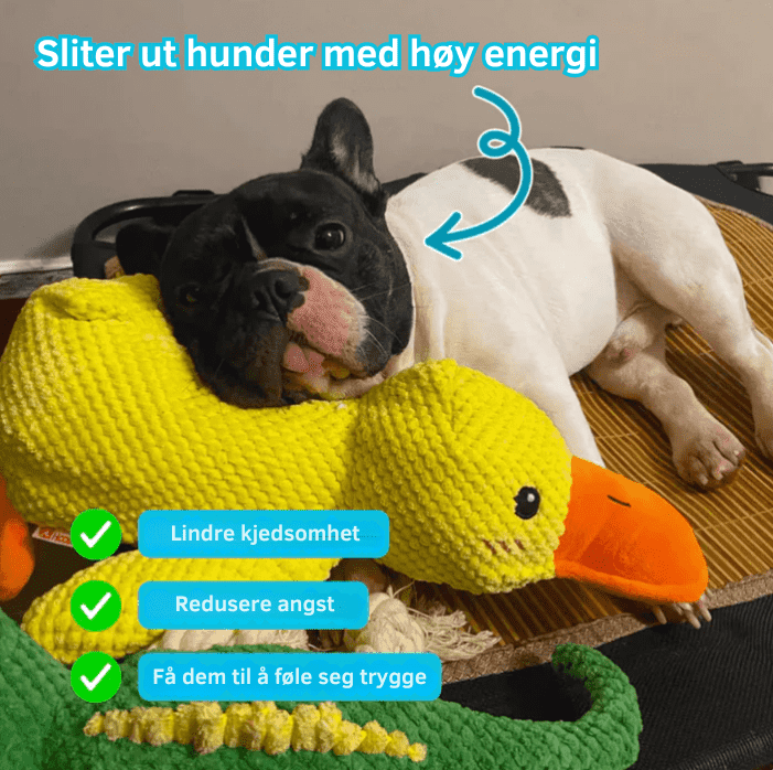 SnuggleQuack – Beroligende Lyder for en Stressfri Hund - NordHjem