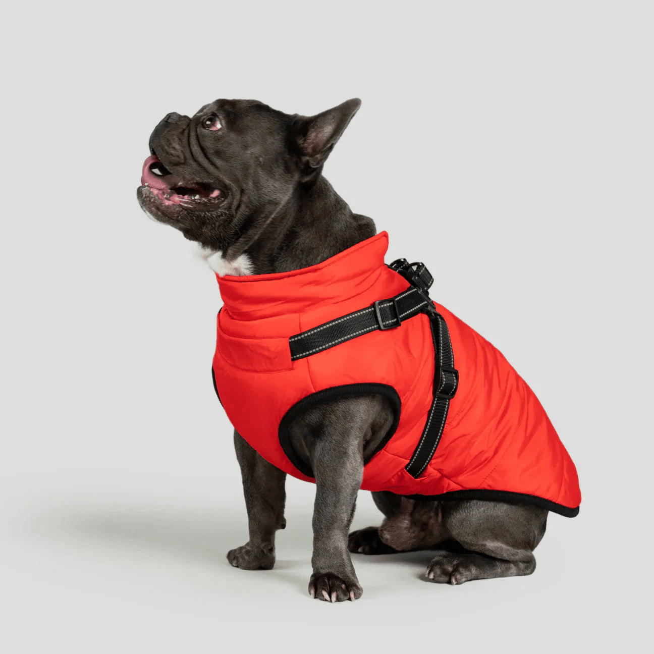 PawfectGuard™ 3 - i - 1 Hundejakke – Ultimat Beskyttelse, Stil & Komfort! - NordHjem