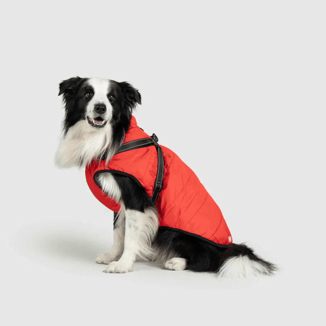 PawfectGuard™ 3 - i - 1 Hundejakke – Ultimat Beskyttelse, Stil & Komfort! - NordHjem