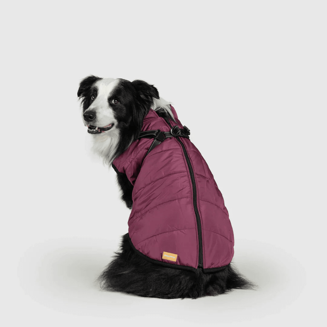 PawfectGuard™ 3 - i - 1 Hundejakke – Ultimat Beskyttelse, Stil & Komfort! - NordHjem