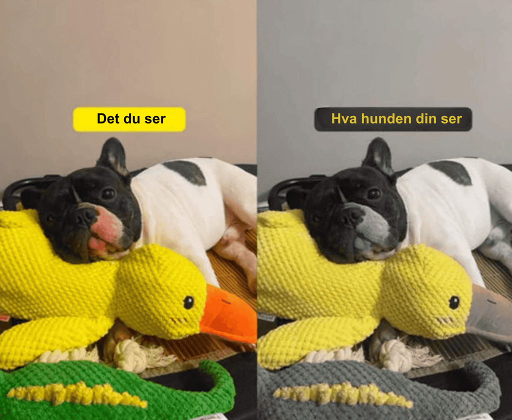 SnuggleQuack – Beroligende Lyder for en Stressfri Hund - NordHjem