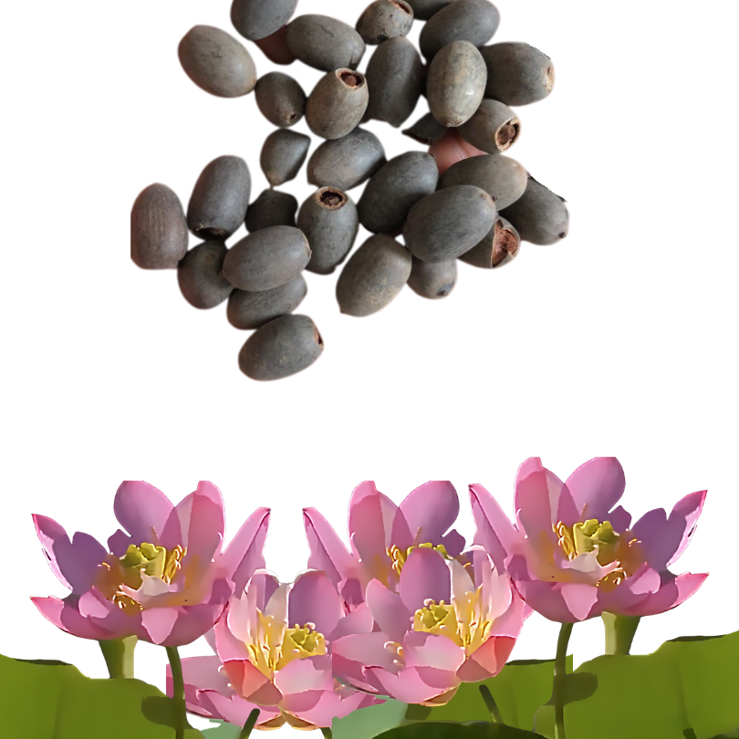 DecorativePlants™ – Dekorativ Lotusblomst Plantefrøpakke