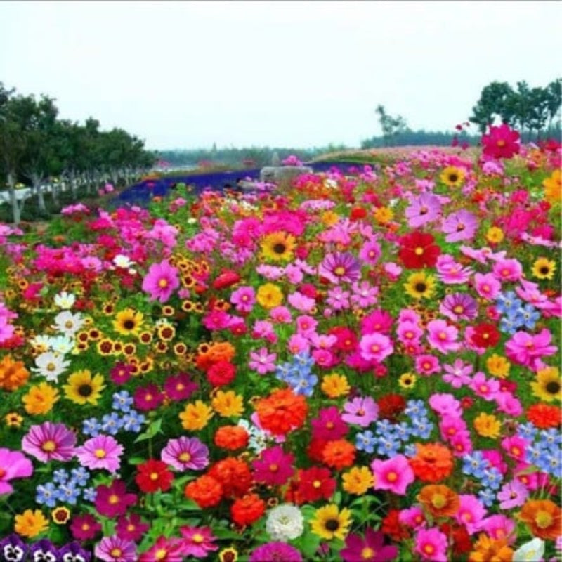 GardenSeeds - Enkle Å Dyrke Blandet Blomsterhage Varieteter Fargerike Blomsterfrø