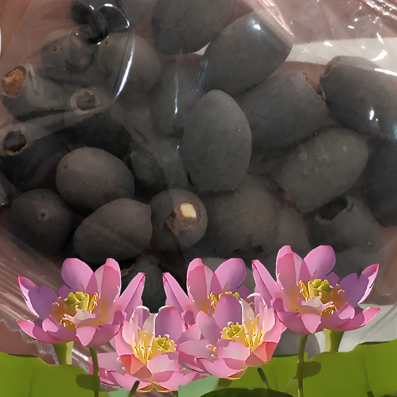 DecorativePlants™ – Dekorativ Lotusblomst Plantefrøpakke