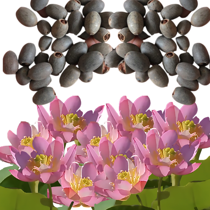 DecorativePlants™ – Dekorativ Lotusblomst Plantefrøpakke