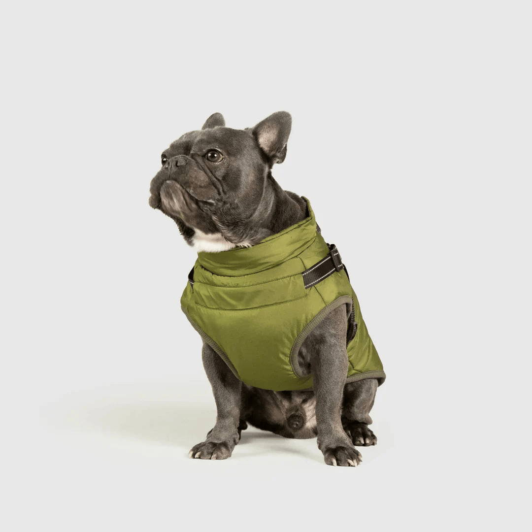 PawfectGuard™ 3 - i - 1 Hundejakke – Ultimat Beskyttelse, Stil & Komfort! - NordHjem