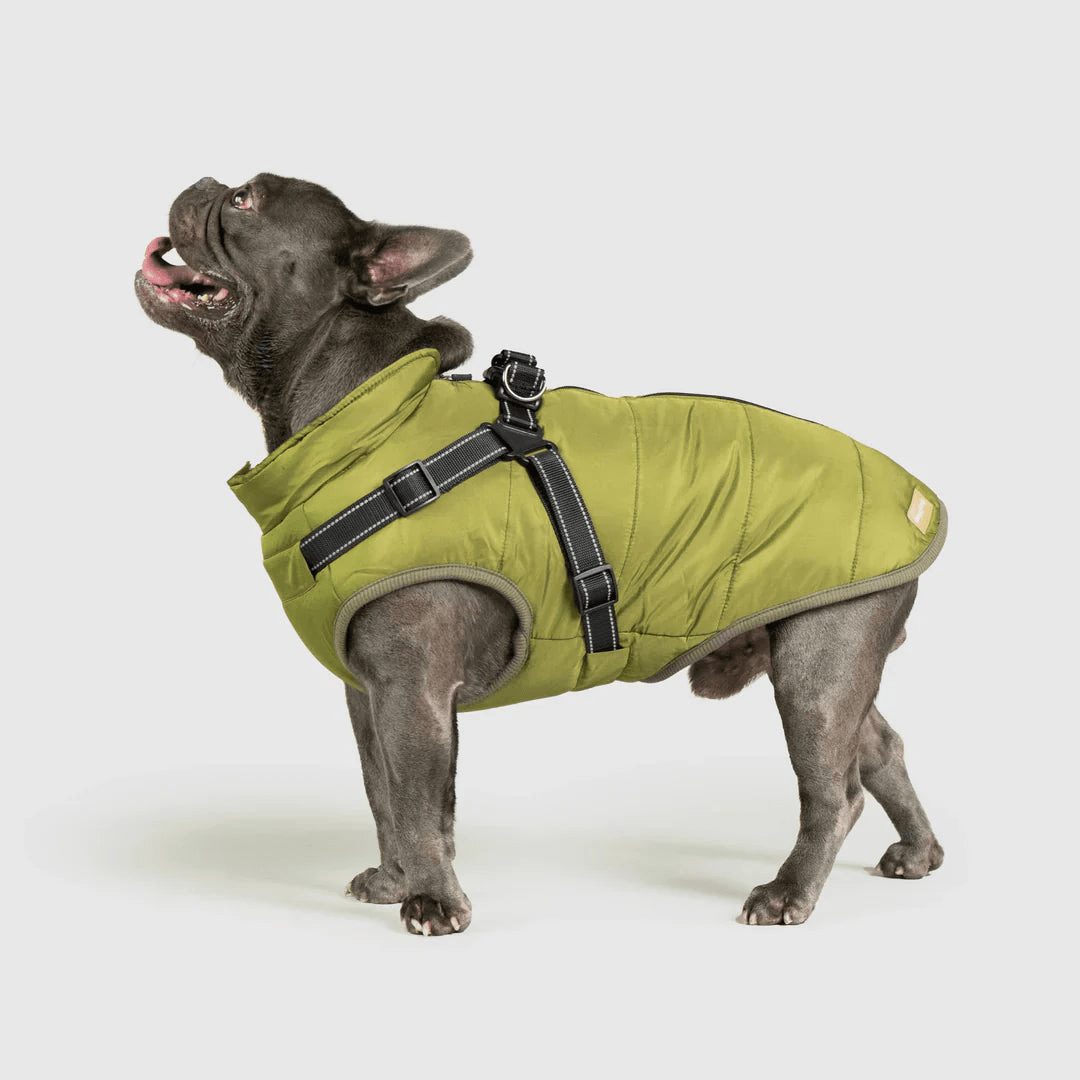 PawfectGuard™ 3 - i - 1 Hundejakke – Ultimat Beskyttelse, Stil & Komfort! - NordHjem