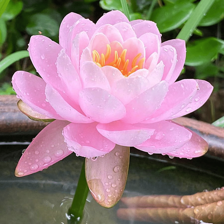 DecorativePlants™ – Dekorativ Lotusblomst Plantefrøpakke