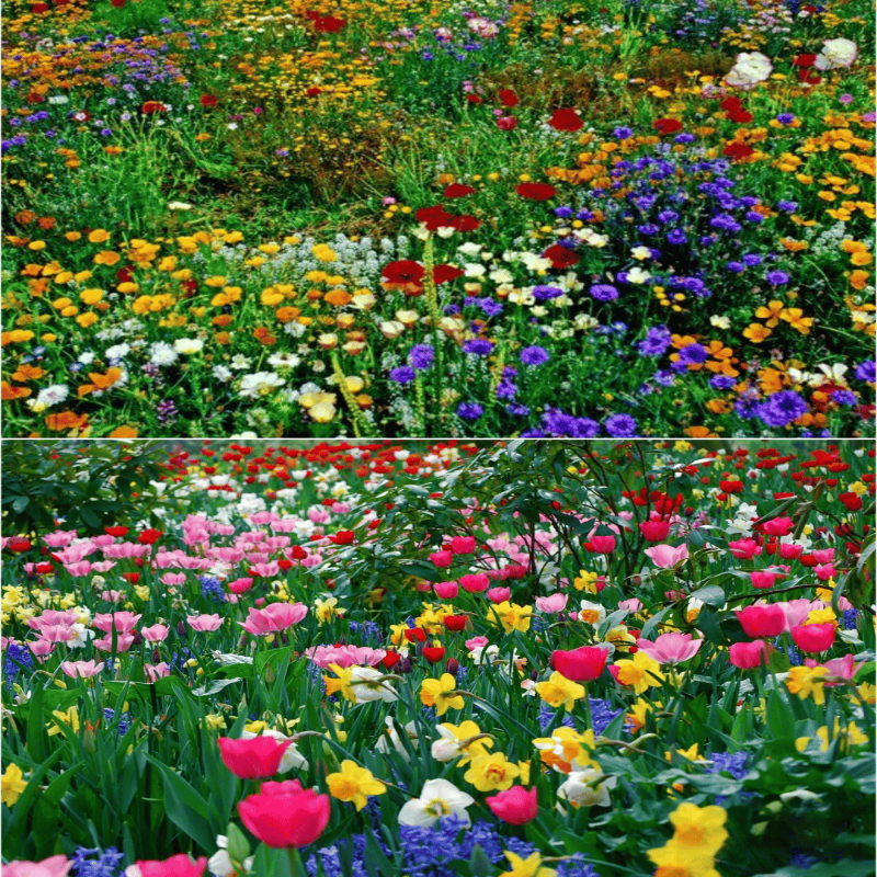 GardenSeeds - Enkle Å Dyrke Blandet Blomsterhage Varieteter Fargerike Blomsterfrø