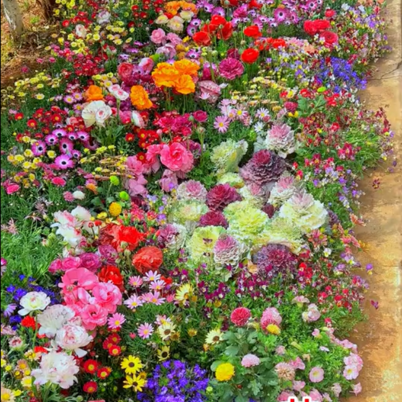 GardenSeeds - Enkle Å Dyrke Blandet Blomsterhage Varieteter Fargerike Blomsterfrø
