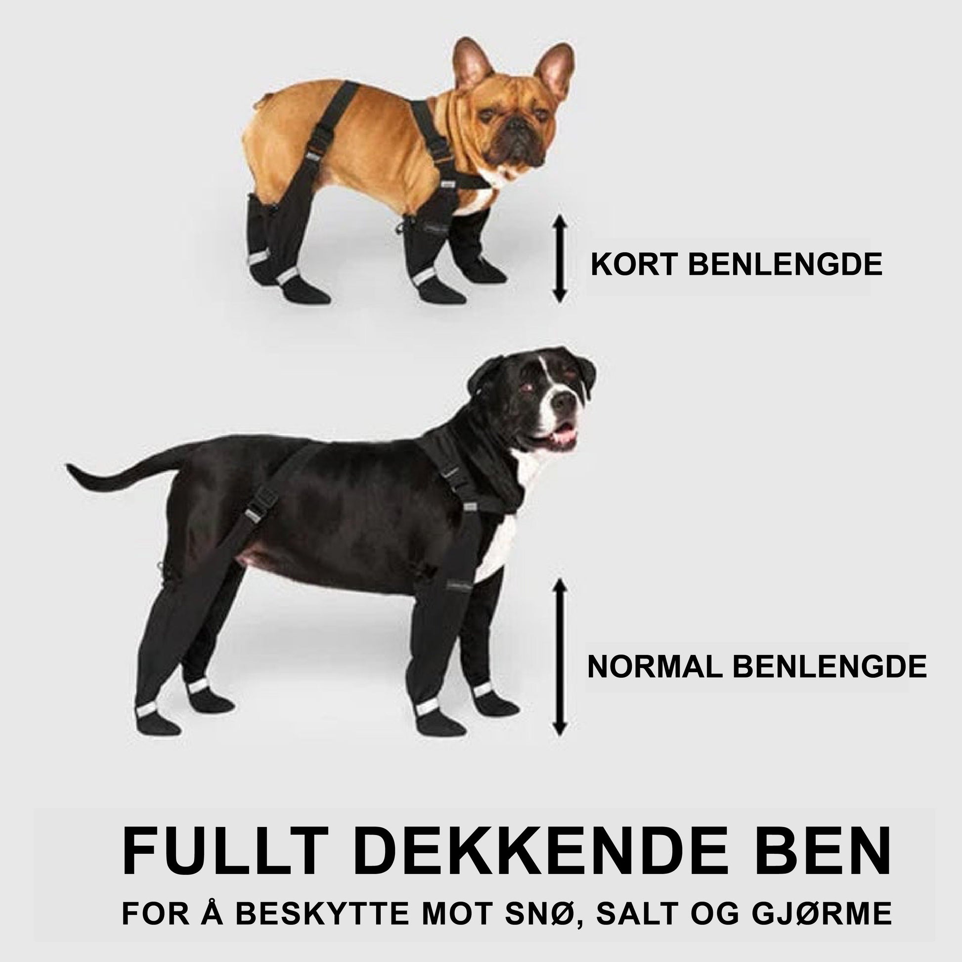 Hunder elsker det! - NordHjem