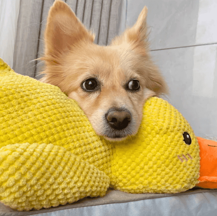 SnuggleQuack – Beroligende Lyder for en Stressfri Hund - NordHjem