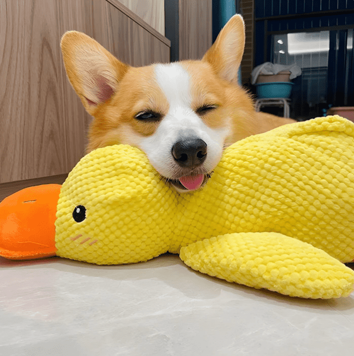 SnuggleQuack – Beroligende Lyder for en Stressfri Hund - NordHjem