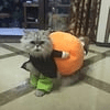 Hund Gresskar Halloween - kostyme – Morsomt og Behagelig Antrekk for Små, Middels og Store Hunder - NordHjem
