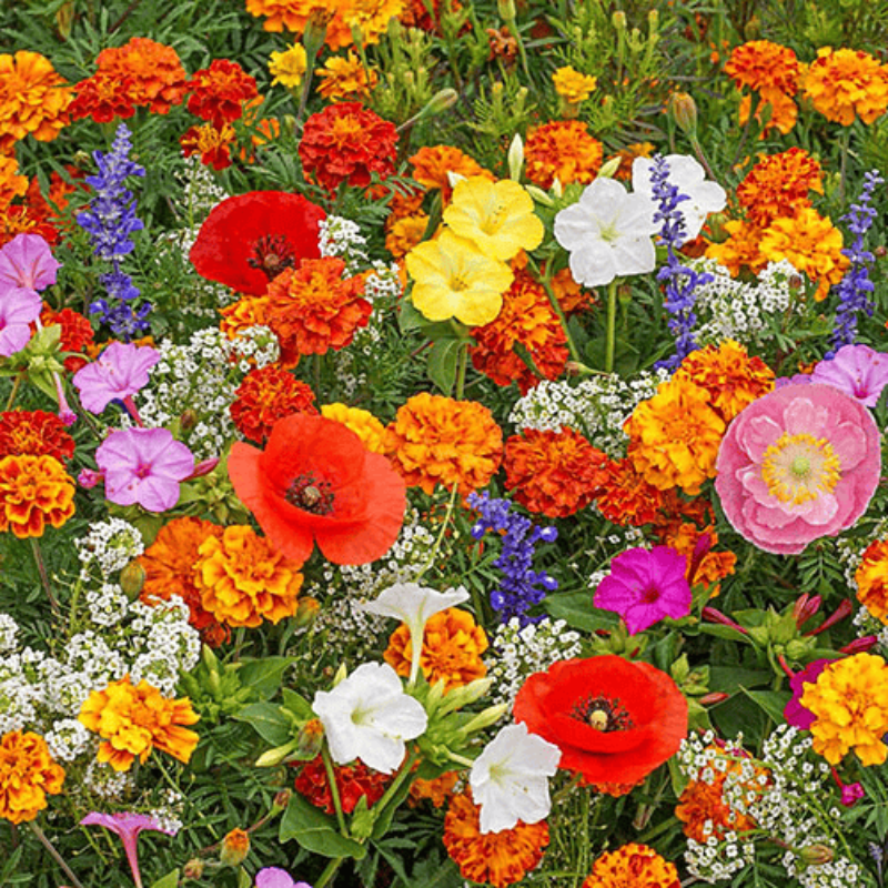 GardenSeeds - Enkle Å Dyrke Blandet Blomsterhage Varieteter Fargerike Blomsterfrø