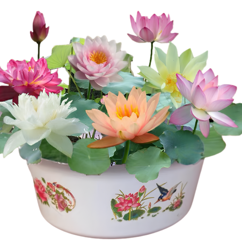 DecorativePlants™ – Dekorativ Lotusblomst Plantefrøpakke