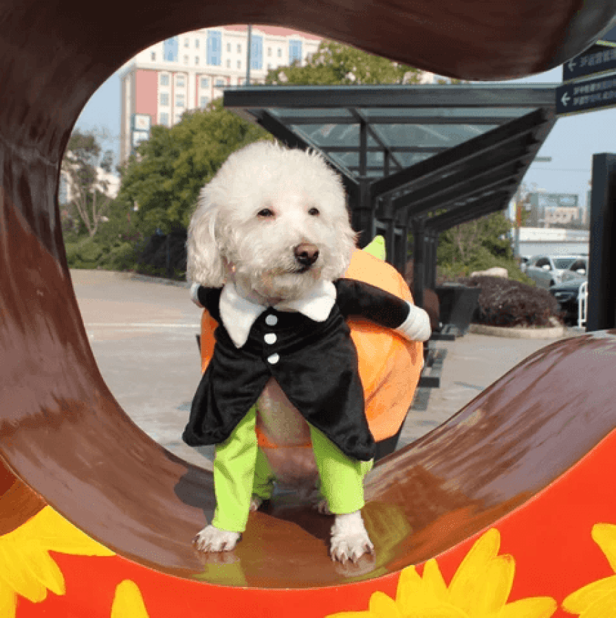 Hund Gresskar Halloween - kostyme – Morsomt og Behagelig Antrekk for Små, Middels og Store Hunder - NordHjem