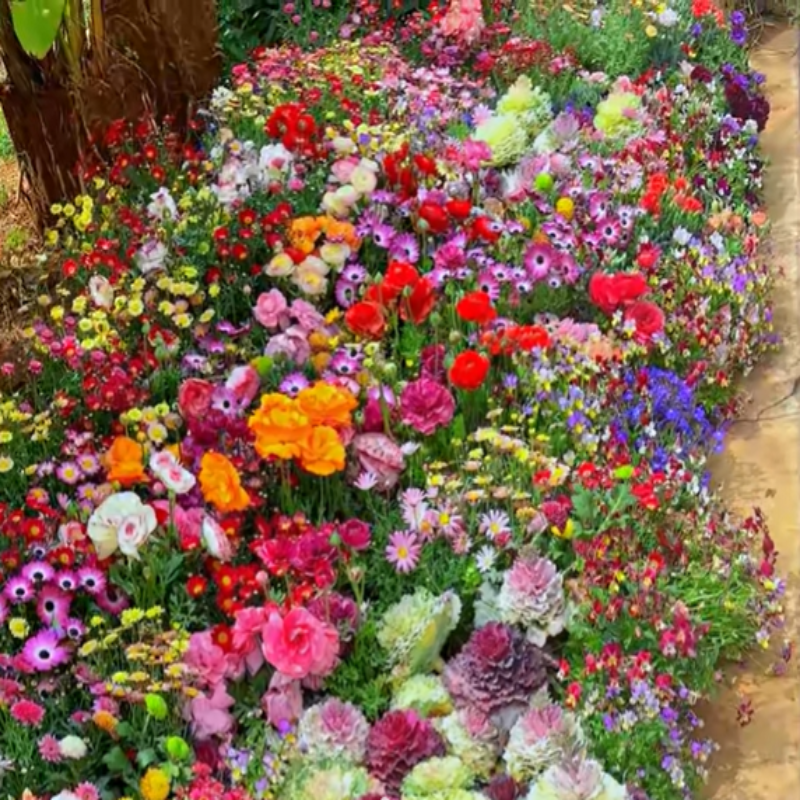 GardenSeeds - Enkle Å Dyrke Blandet Blomsterhage Varieteter Fargerike Blomsterfrø