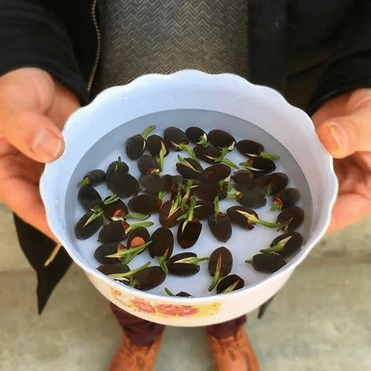 DecorativePlants™ – Dekorativ Lotusblomst Plantefrøpakke