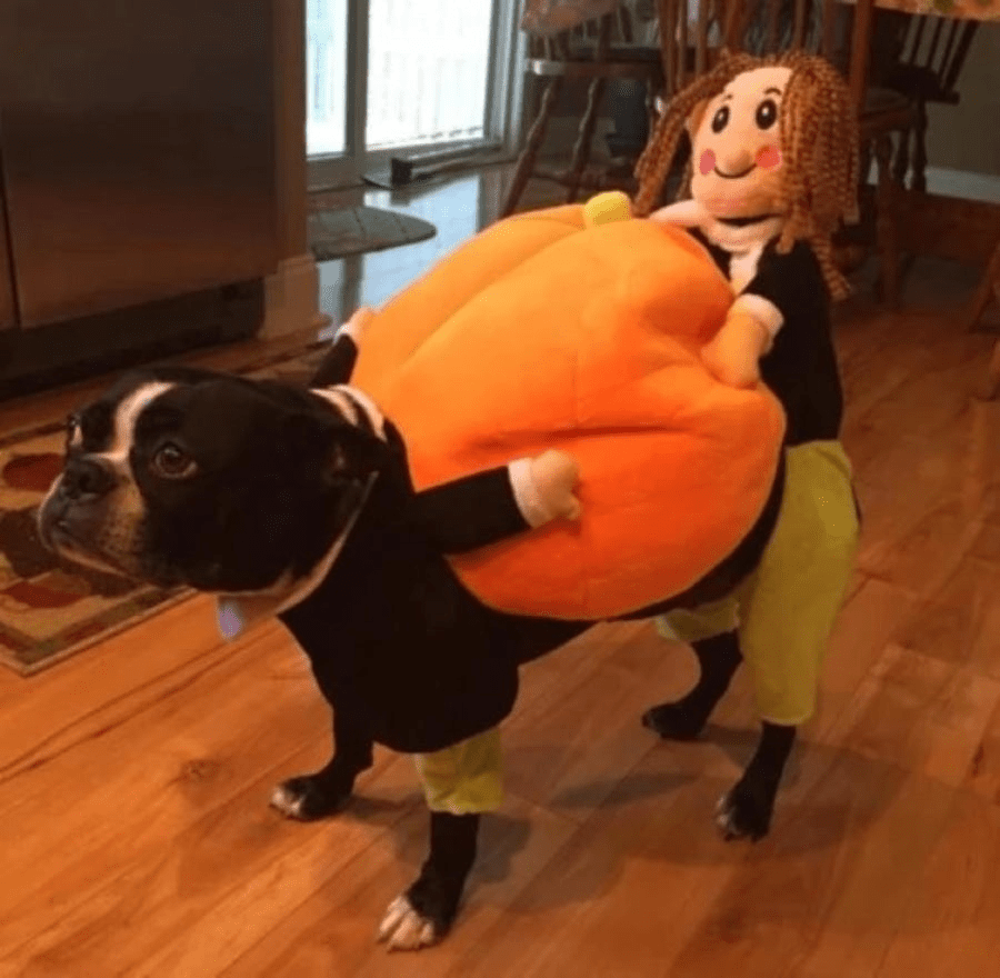Hund Gresskar Halloween - kostyme – Morsomt og Behagelig Antrekk for Små, Middels og Store Hunder - NordHjem