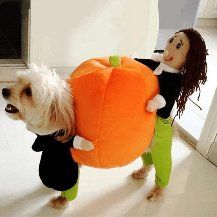 Hund Gresskar Halloween - kostyme – Morsomt og Behagelig Antrekk for Små, Middels og Store Hunder - NordHjem