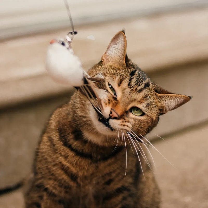 PurrChase Bird Toy – Interaktiv jaktsimulering for katter - NordHjem