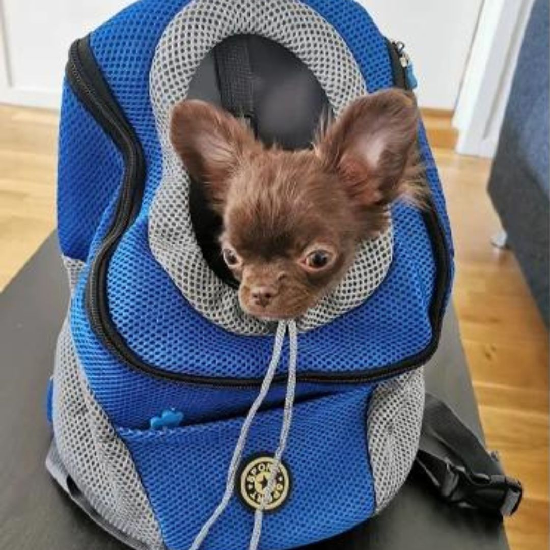 Travelpet™ - NordHjem
